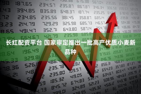 长红配资平台 国家审定推出一批高产优质小麦新品种